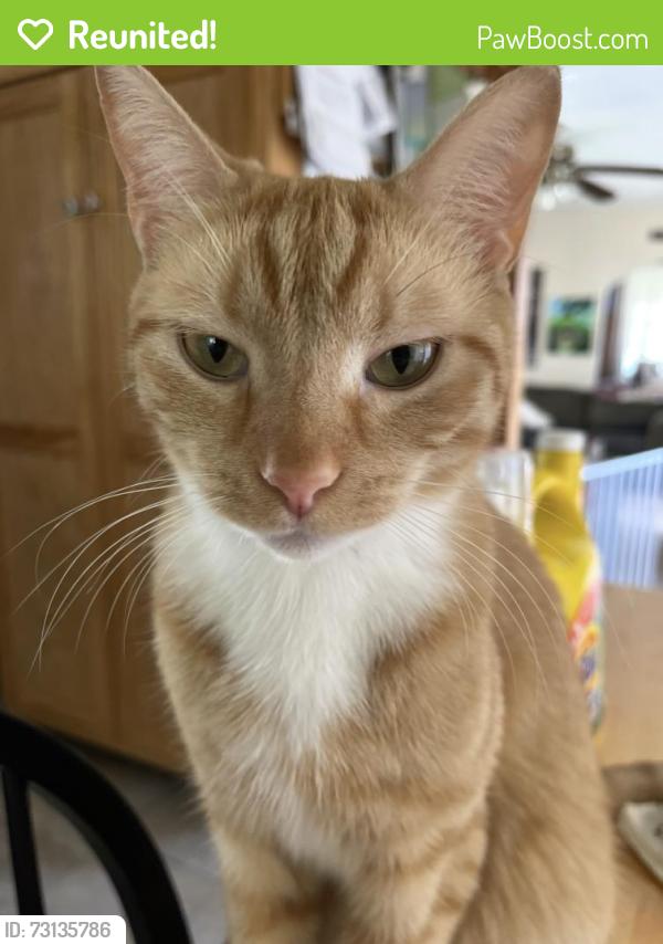 Reunited Male Cat last seen Bennett street, Luzerne, Luzerne, PA 18709