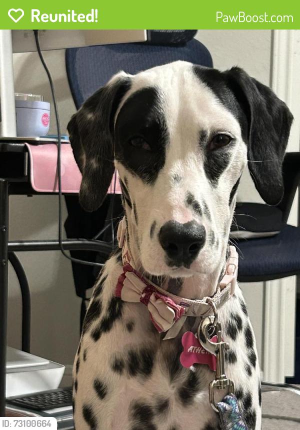 Reunited Female Dog last seen Meadowlake Mews and Tulip Willow Way, Harris County, TX 77447