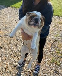 Lost Female Dog last seen Folsom, Durant, OK 74701