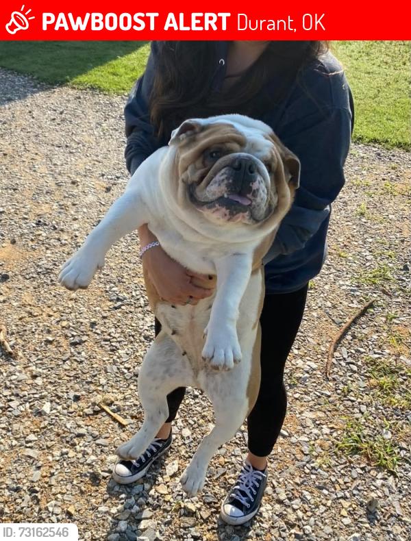 Lost Female Dog last seen Folsom, Durant, OK 74701