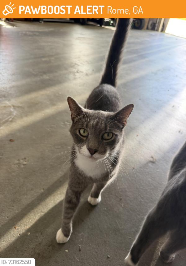 Found/Stray Male Cat last seen Twickenham neighborhood, Rome, GA 30161