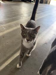 Found/Stray Male Cat last seen Twickenham neighborhood, Rome, GA 30161