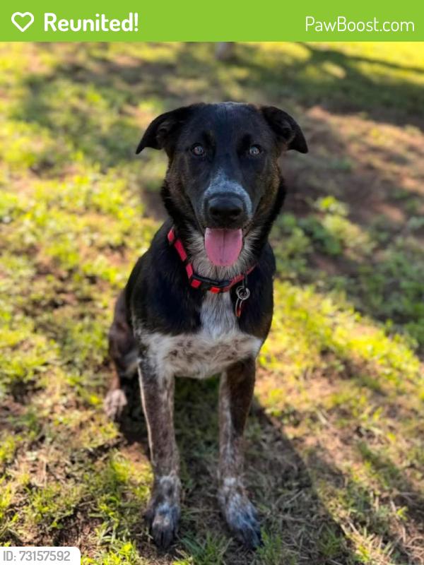 Reunited Female Dog last seen Near Ridgerock Drive, Canyon Lake, TX 78133, Canyon Lake, TX 78133