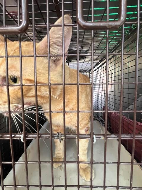 Shelter Stray Male Cat last seen Near BLOCK NE 69TH ST, 3599 NW 79th Ave, Doral, FL 33122, USA