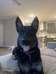 Reunited Male Dog last seen Roscoso street, Lakeside, CA 92040