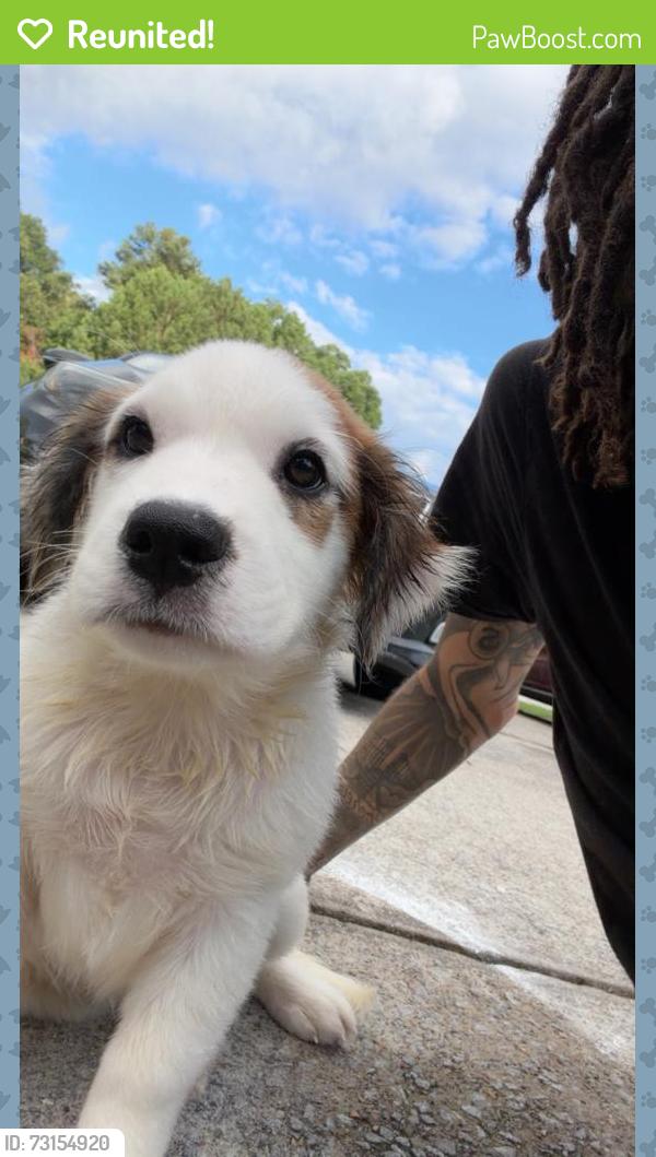 Reunited Female Dog last seen The appt complex, Douglasville, GA 30135