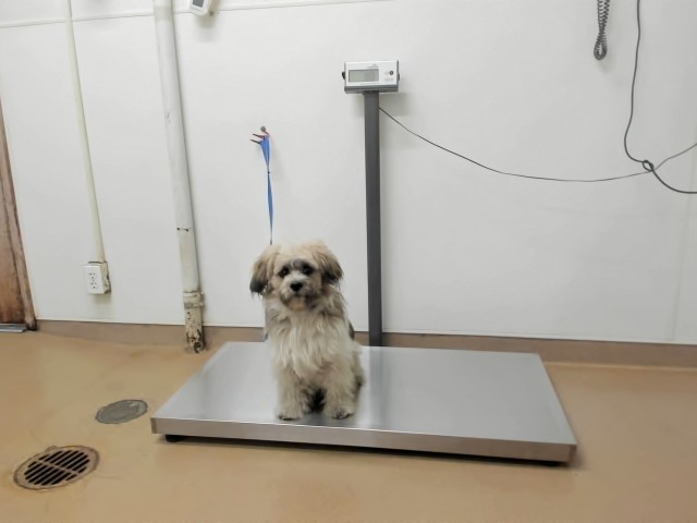 Shelter Stray Male Dog last seen S.GARDEN, 16 Barnes Ct, Hayward, CA 94544, USA