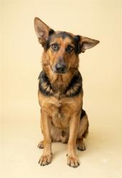 Shelter Stray Female Dog last seen BON AIR, 2020 Forest St, Jacksonville, FL 32204, USA