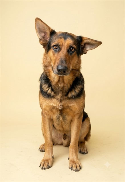 Shelter Stray Female Dog last seen BON AIR, 2020 Forest St, Jacksonville, FL 32204, USA