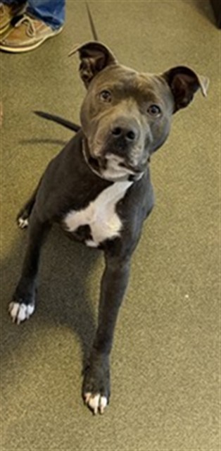 Shelter Stray Male Dog last seen MARDIS ST PLACE, 2020 Forest St, Jacksonville, FL 32204, USA