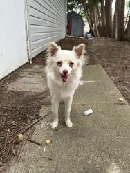 Found/Stray Male Dog last seen Between Weiss and Marlyn Ave, Saginaw Township North, MI 48603