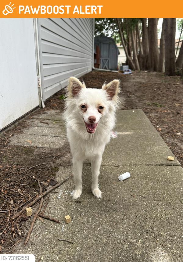 Found/Stray Male Dog last seen Between Weiss and Marlyn Ave, Saginaw Township North, MI 48603