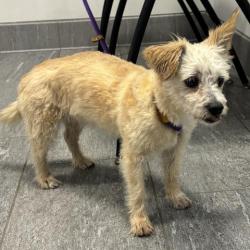 Shelter Stray Female Dog last seen Near BLOCK E SMOKY HILL RD, AURORA CO 80016 1391, 2080 S Quebec St, Denver, CO 80231, USA