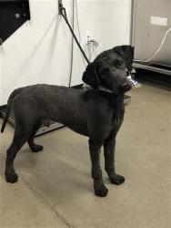Shelter Stray Male Dog last seen Near BLOCK N FIGARDEN DR, FRESNO CA 93722, 5277 E Airways Blvd, Fresno, CA 93727, USA
