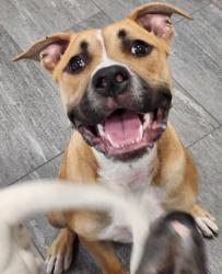 Shelter Stray Female Dog last seen Near BLOCK E WALSH DR, AURORA CO 80012 3727, 2080 S Quebec St, Denver, CO 80231, USA