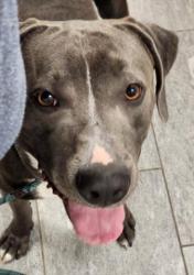 Shelter Stray Male Dog last seen Near BLOCK E WALSH DR, AURORA CO 80012 3727, 2080 S Quebec St, Denver, CO 80231, USA