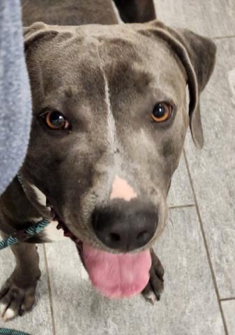 Shelter Stray Male Dog last seen Near BLOCK E WALSH DR, AURORA CO 80012 3727, 2080 S Quebec St, Denver, CO 80231, USA