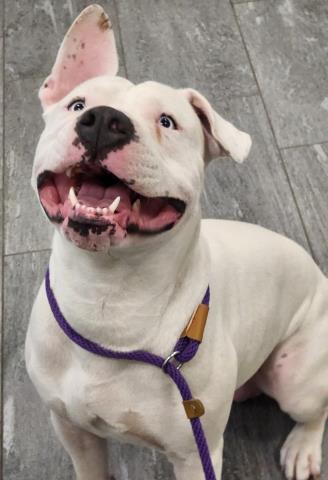 Shelter Stray Male Dog last seen Near BLOCK E WALSH DR, AURORA CO 80012 3727, 2080 S Quebec St, Denver, CO 80231, USA