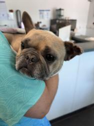 Shelter Stray Female Dog last seen , West Valley Animal Shelter, 20655 Plummer St, Chatsworth, CA 91311, USA