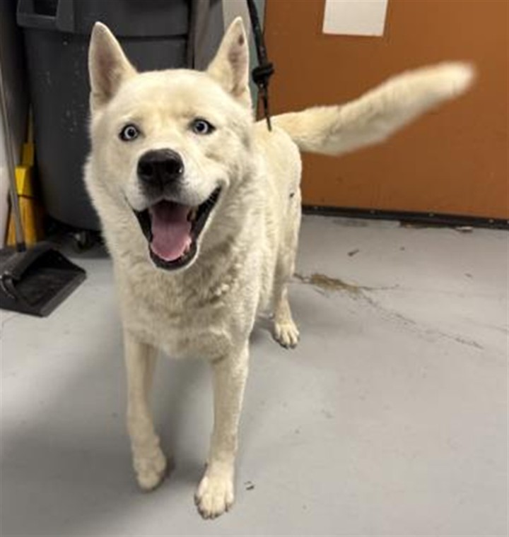 Shelter Stray Male Dog last seen , West Valley Animal Shelter, 20655 Plummer St, Chatsworth, CA 91311, USA