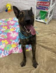 Shelter Stray Male Dog last seen Near BLOCK BRAILE ST, DETROIT, MI 48223, 7401 Chrysler Dr, Detroit, MI 48211, USA