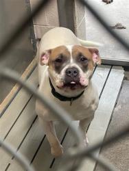 Shelter Stray Male Dog last seen 48TH AVE & STOCKTON BLVD, 2127 Front St, Sacramento, CA 95818, USA