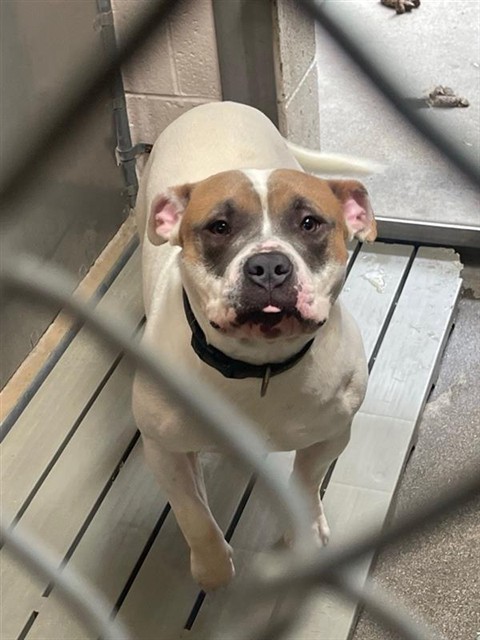 Shelter Stray Male Dog last seen 48TH AVE & STOCKTON BLVD, 2127 Front St, Sacramento, CA 95818, USA