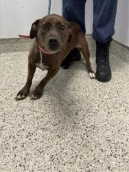Shelter Stray Female Dog last seen Near BLOCK ROSELAWN ST, DETROIT MI 48221, 7401 Chrysler Dr, Detroit, MI 48211, USA