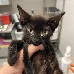 Shelter Stray Male Cat last seen Near, 2600 S Harding St, Indianapolis, IN 46221, USA