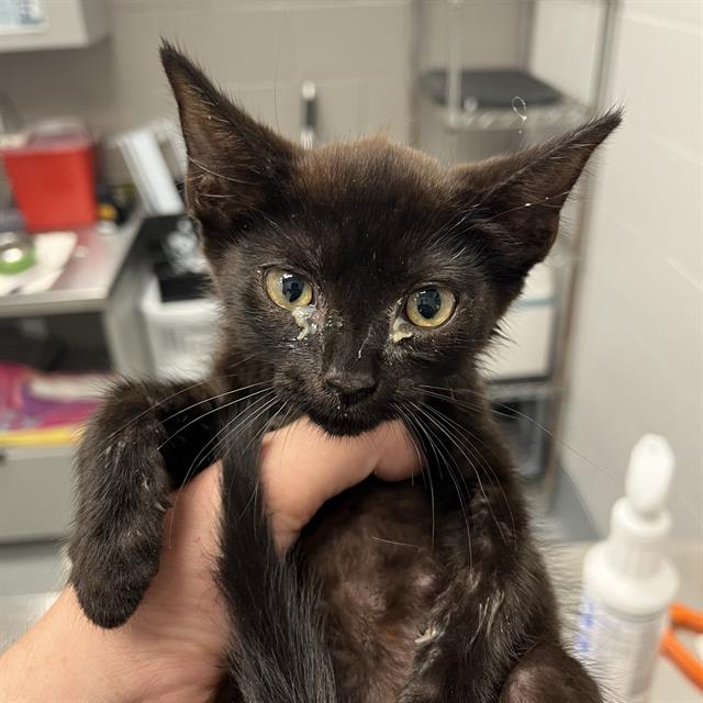 Shelter Stray Male Cat last seen Near, 2600 S Harding St, Indianapolis, IN 46221, USA