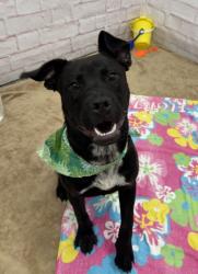 Shelter Stray Male Dog last seen Near BLOCK PENROD ST, DETROIT, MI 48223, 7401 Chrysler Dr, Detroit, MI 48211, USA
