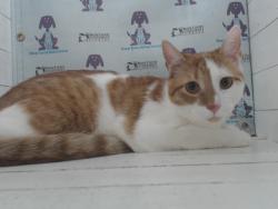 Shelter Stray Male Cat last seen , 2769 Conroy Rd, Orlando, FL 32839, USA