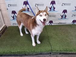Shelter Stray Female Dog last seen , 2769 Conroy Rd, Orlando, FL 32839, USA