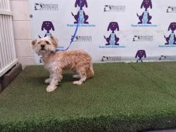 Shelter Stray Male Dog last seen , 2769 Conroy Rd, Orlando, FL 32839, USA