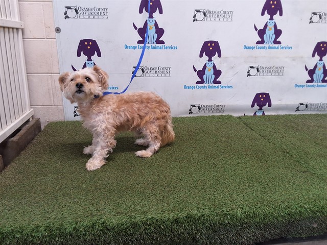 Shelter Stray Male Dog last seen , 2769 Conroy Rd, Orlando, FL 32839, USA