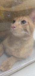 Shelter Stray Unknown Cat last seen LOGAN HEIGHTS/SF, 232 Eslinger Way, Sanford, FL 32773, USA