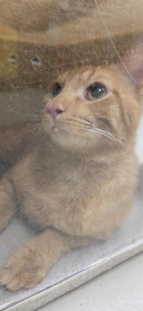 Shelter Stray Unknown Cat last seen LOGAN HEIGHTS/SF, 232 Eslinger Way, Sanford, FL 32773, USA