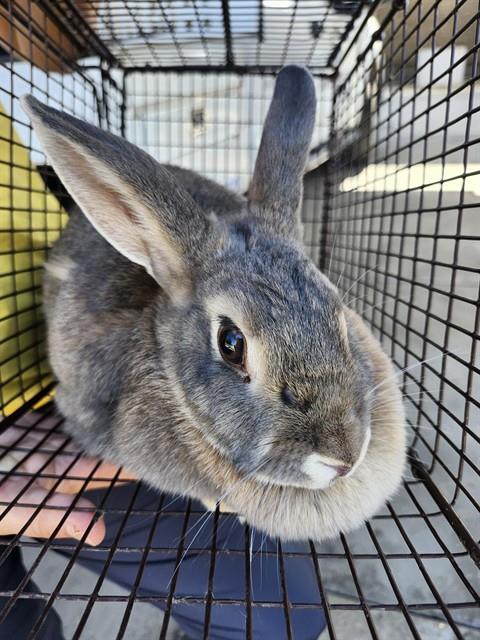 Shelter Stray Unknown Other last seen Near BLK EARLENE CT,BAKERSFIELD,CA, 201 S Mt Vernon Ave, Bakersfield, CA 93307, USA