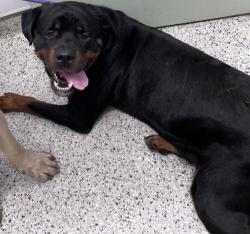 Shelter Stray Male Dog last seen Near BLOCK LA SALLE BLVD, DETROIT MI 48238, 7401 Chrysler Dr, Detroit, MI 48211, USA