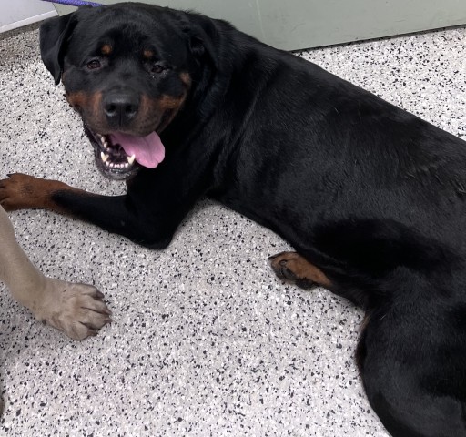 Shelter Stray Male Dog last seen Near BLOCK LA SALLE BLVD, DETROIT MI 48238, 7401 Chrysler Dr, Detroit, MI 48211, USA