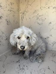 Shelter Stray Female Dog last seen Near BLOCK WILDERNESS WAY, NORTH LAS VEGAS NV 89030, 655 N Mojave Rd, Las Vegas, NV 89101, USA