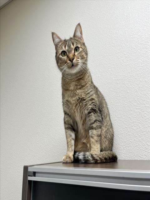 Shelter Stray Female Cat last seen E SAHARA AVE & BURNHAM AVE, 655 N Mojave Rd, Las Vegas, NV 89101, USA