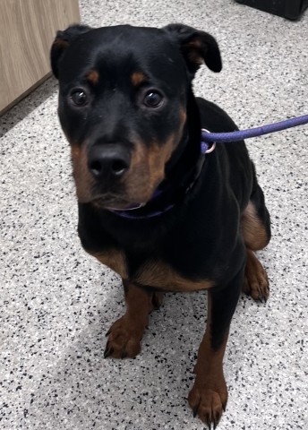 Shelter Stray Female Dog last seen Near BLOCK E 7 MILE RD, DETROIT MI 48205, 7401 Chrysler Dr, Detroit, MI 48211, USA