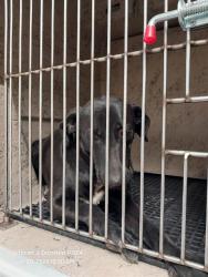 Shelter Stray Male Dog last seen Near BLOCK GOLDEN SEA LN, NORTH LAS VEGAS NV 89032, 655 N Mojave Rd, Las Vegas, NV 89101, USA