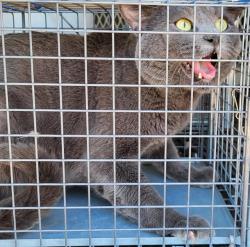 Shelter Stray Male Cat last seen Near BLOCK S NELLIS BLVD, LAS VEGAS NV 89121, 655 N Mojave Rd, Las Vegas, NV 89101, USA