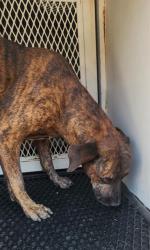 Shelter Stray Male Dog last seen Near BLOCK BROOKINGS CT, LAS VEGAS NV 89110, 655 N Mojave Rd, Las Vegas, NV 89101, USA