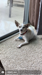 Lost Male Dog last seen Old eagle lake road and Radford rd, Bartow, FL 33880