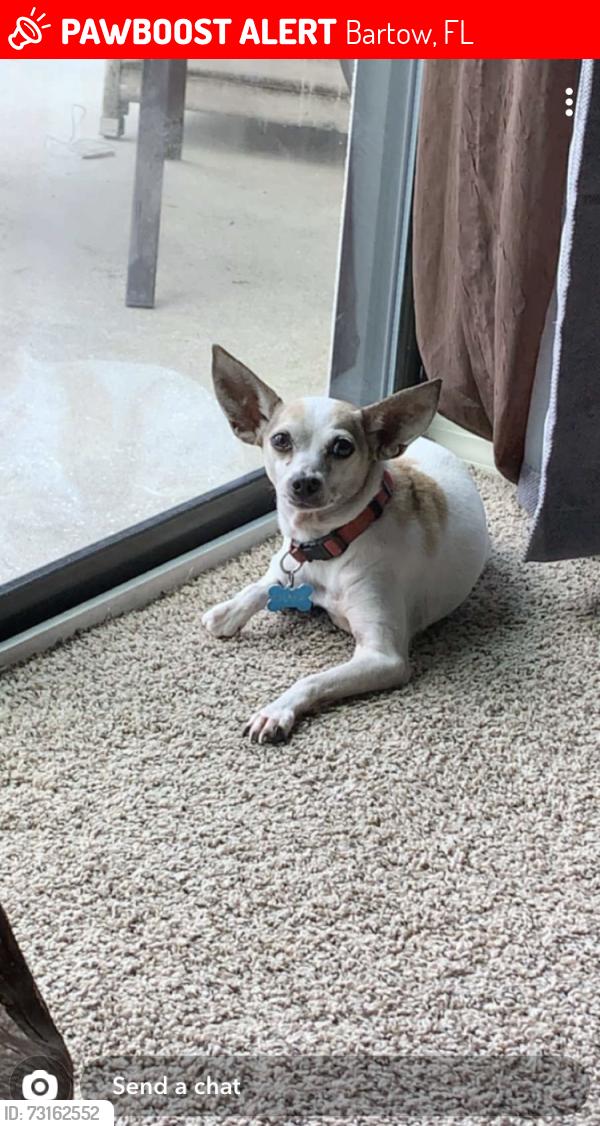 Lost Male Dog last seen Old eagle lake road and Radford rd, Bartow, FL 33880