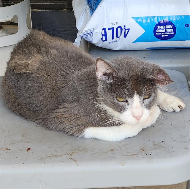 Shelter Stray Male Cat last seen Near BLOCK SANDYGLEN, 4710 TX-151, San Antonio, TX 78227, USA