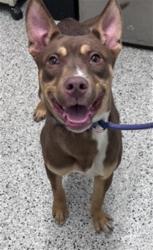 Shelter Stray Male Dog last seen Near BLOCK E FERRY ST, DETROIT MI 48202, 7401 Chrysler Dr, Detroit, MI 48211, USA